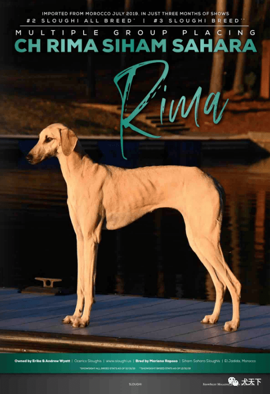 每日一王者"rima"——美国akc历史上最出色的斯卢夫猎犬