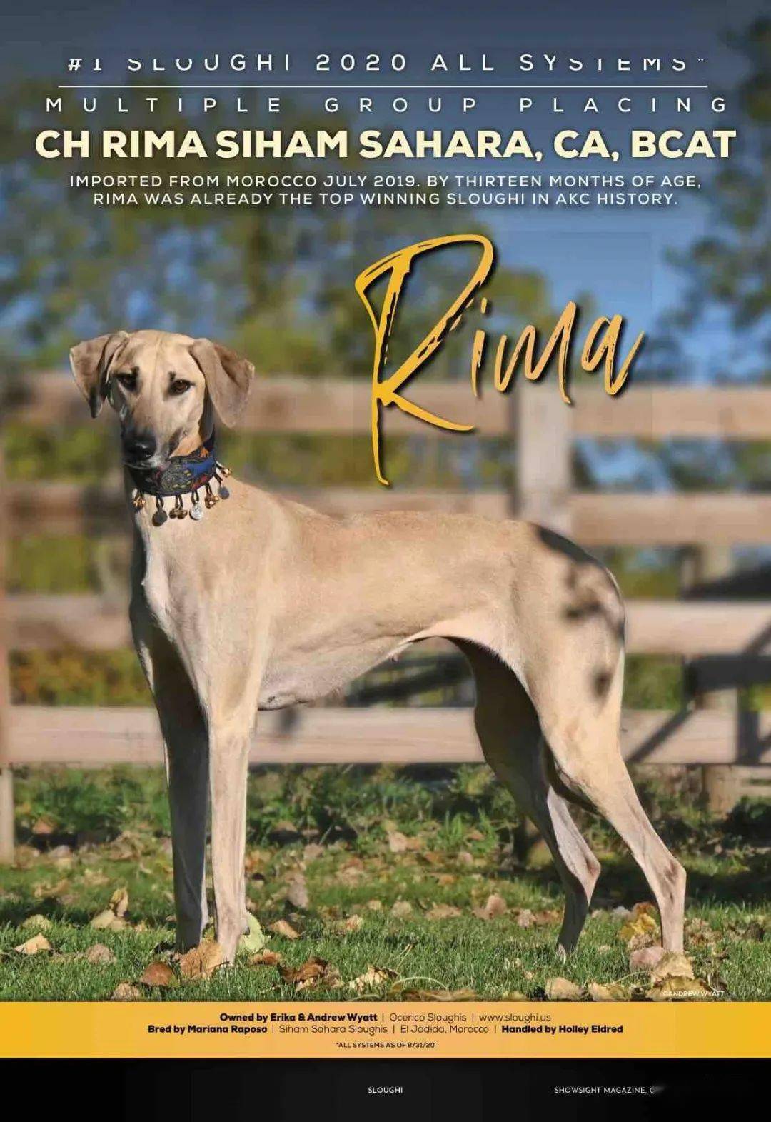 每日一王者rima美国akc历史上最出色的斯卢夫猎犬