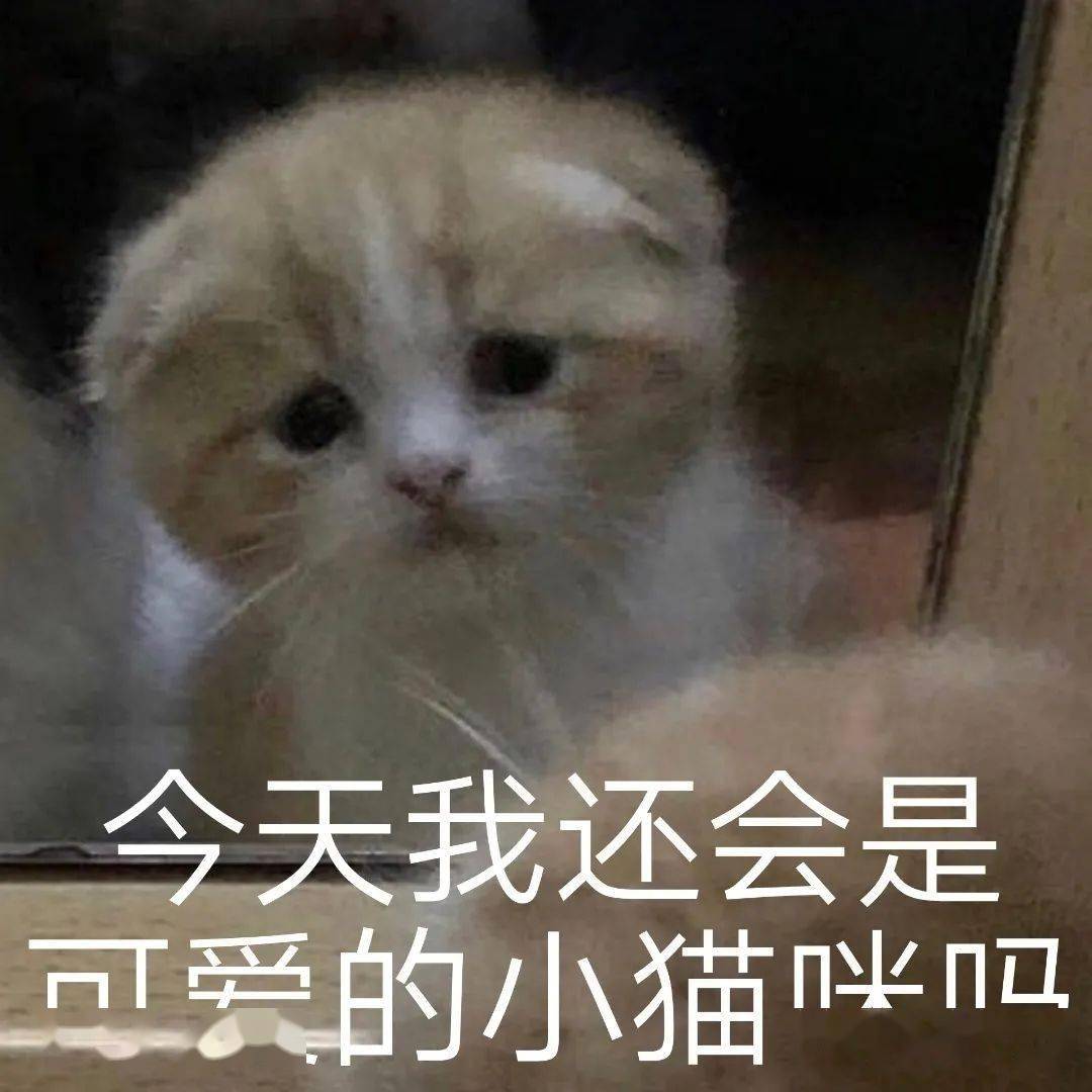 委屈喵汪表情包