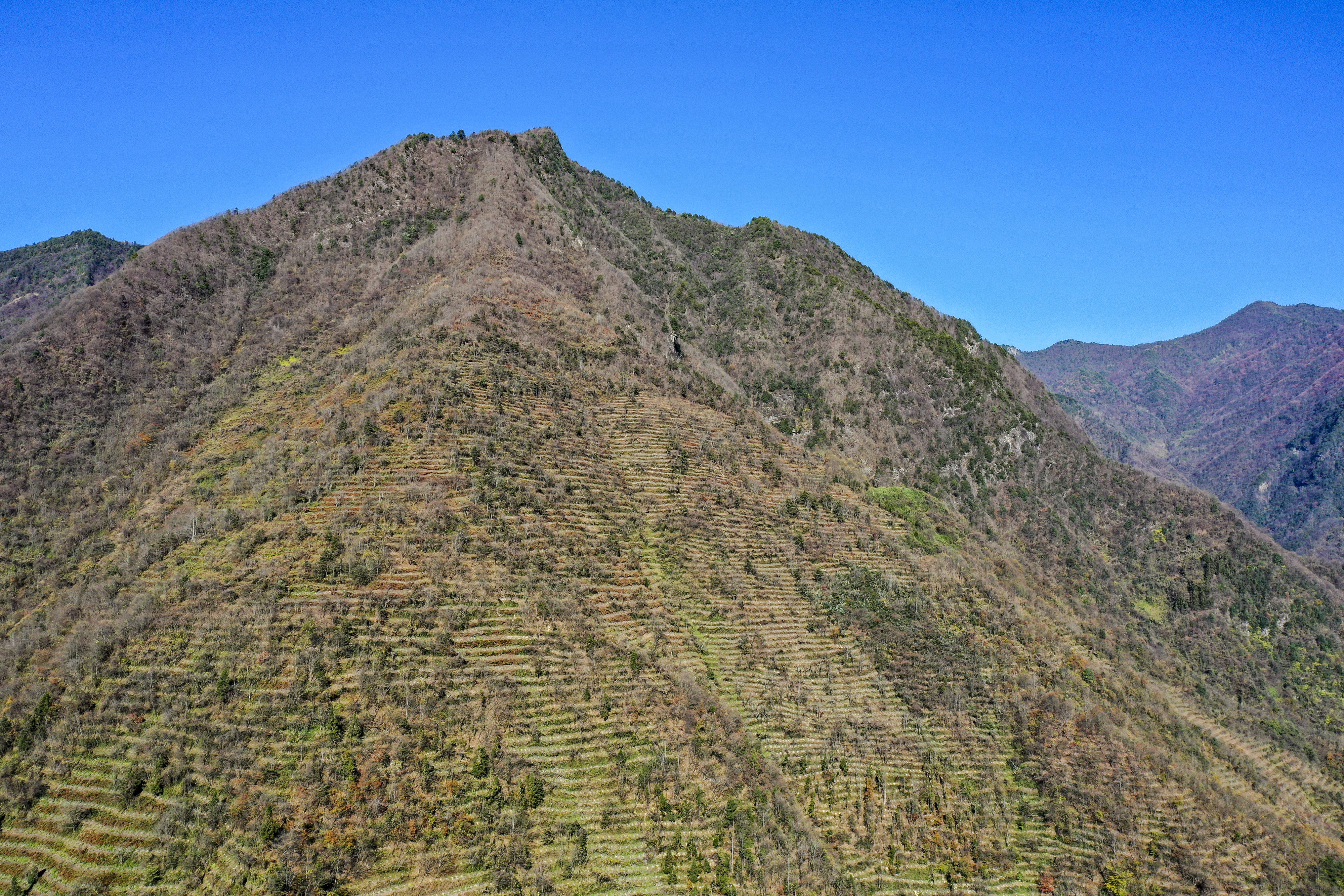 重庆城口：荒山披“绿装”