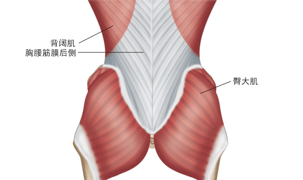 臀大肌和臀中肌引发的腰椎疼痛