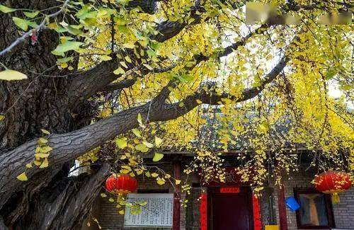树龄|美不胜收！郑州市区最古老的银杏树，树龄1200年！你知道在哪吗？