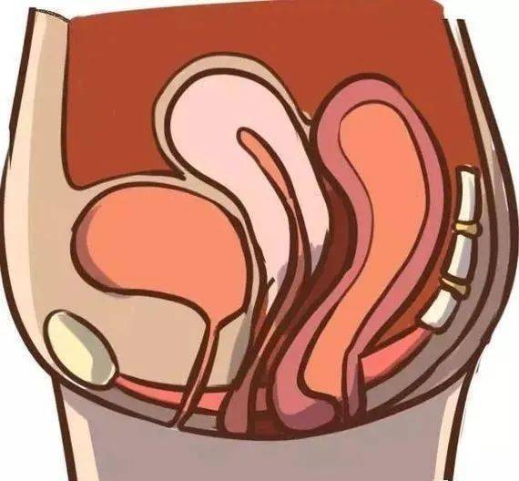 女性盆腔内生殖器官(子宫,卵巢,输卵管)