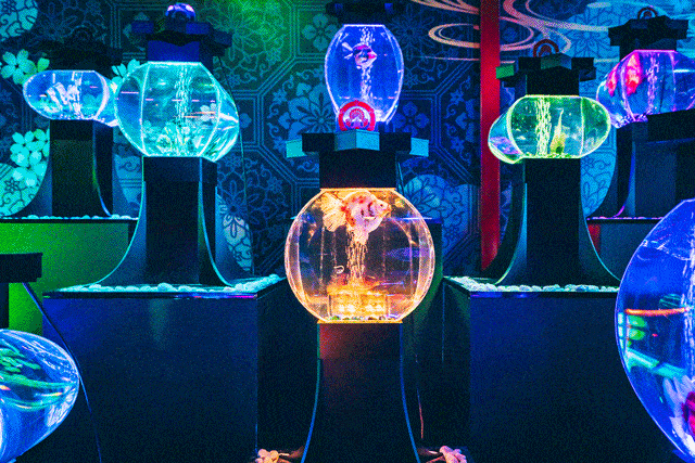 【福利】约起!可可爱爱的金鱼游来了