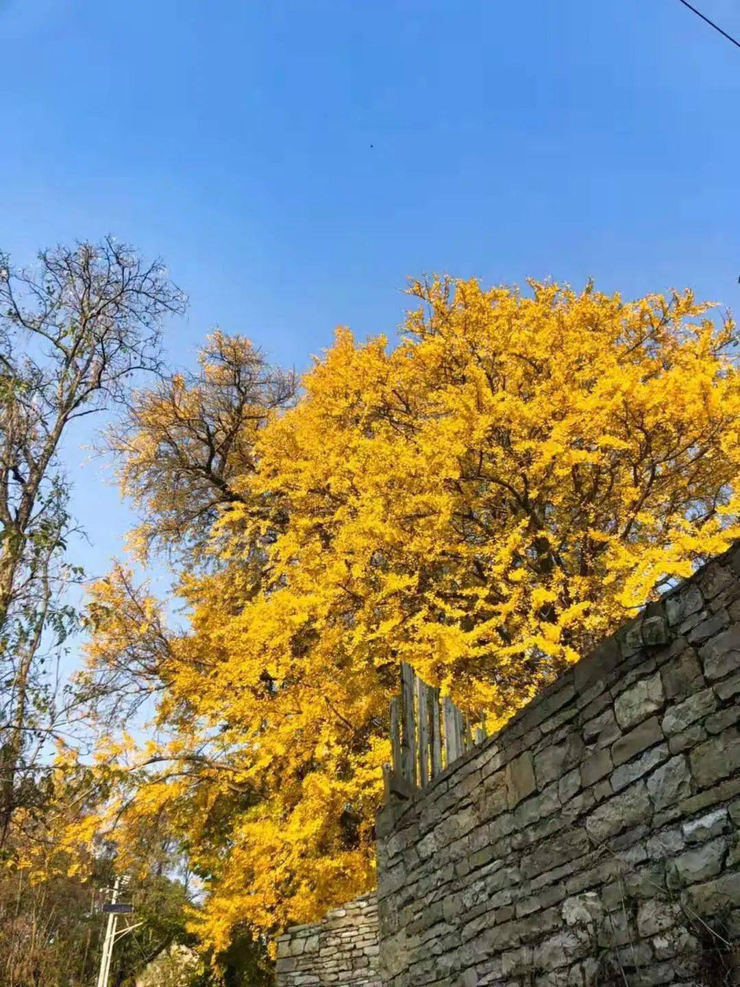 朱尚燃摄 南斗青龙寺 银杏树后有一所百年老