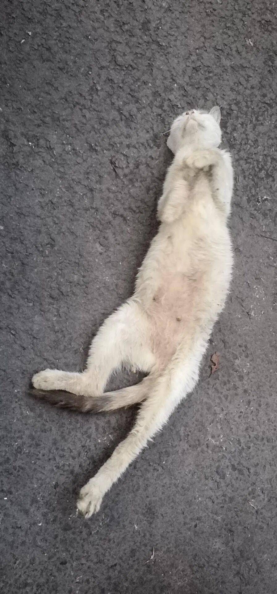 一只被遗弃的店猫找新家
