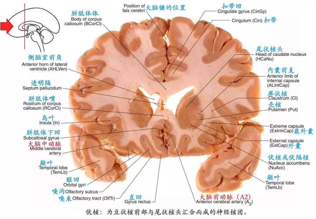 解剖| 颅脑断层解剖图谱~标注到位,值得收藏