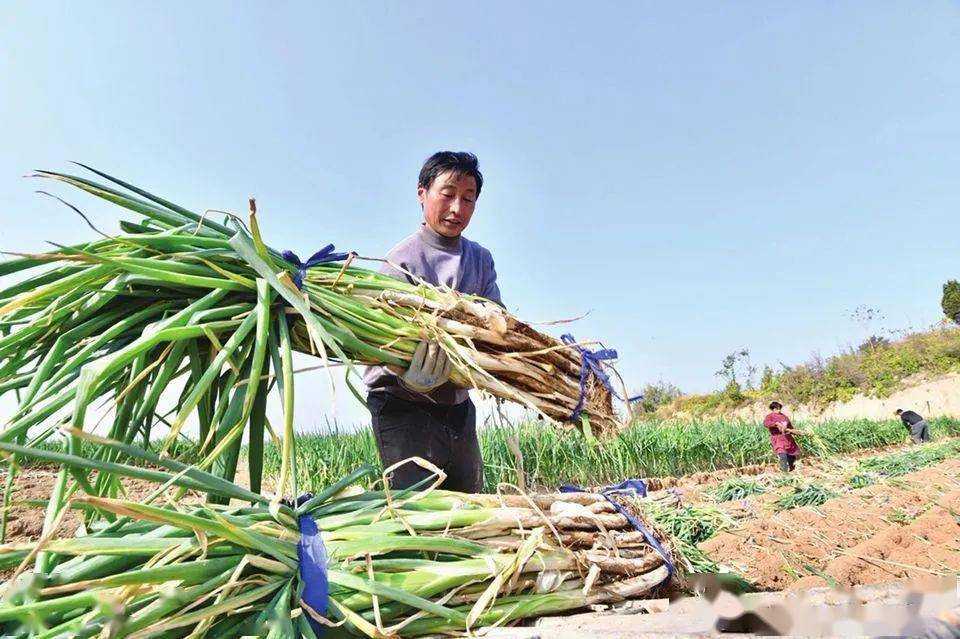 章丘大葱刷新吉尼斯世界纪录