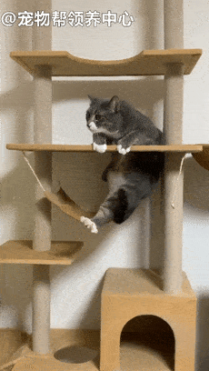 猫咪一顿操作猛如虎,定睛一看却笑喷主人!猫:笑啥!练肌肉呢!