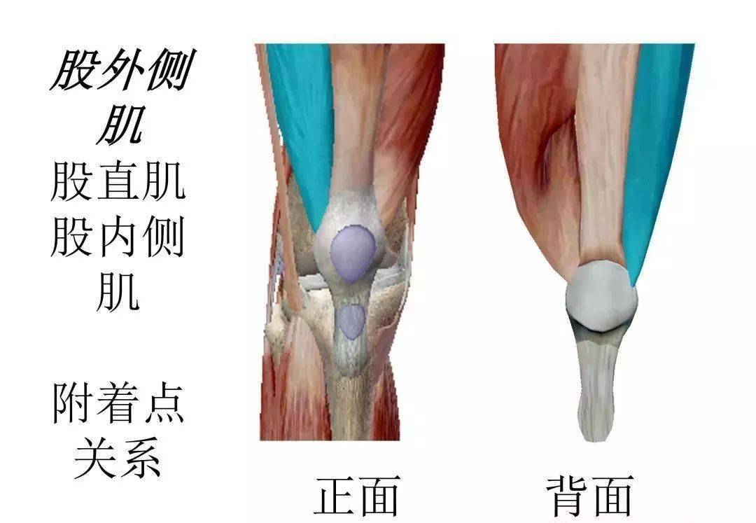 膝关节3d全彩解剖图谱,解剖学老师推荐的!