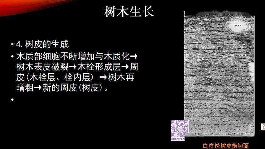 木材学以及乐器使用木材的探讨连载(一)