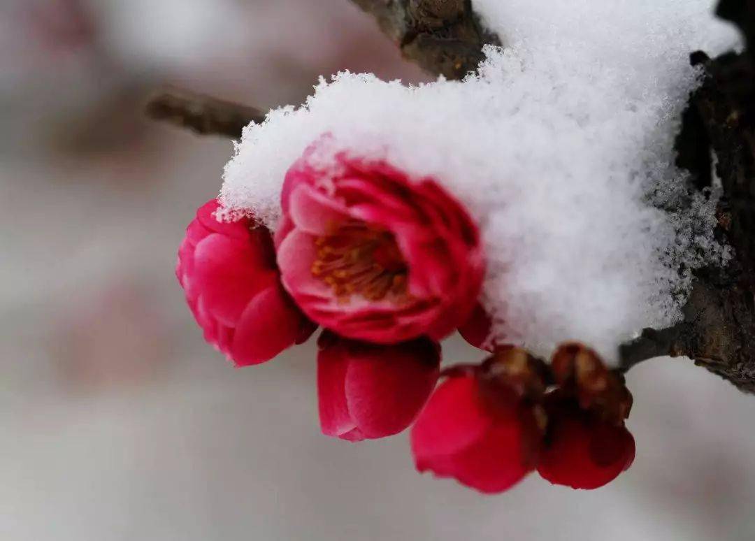 当雪花爱上梅花美到极致