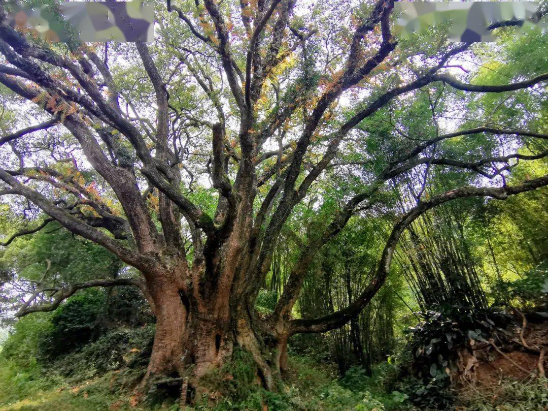 什么状叶茂成语_根深叶茂图片(4)