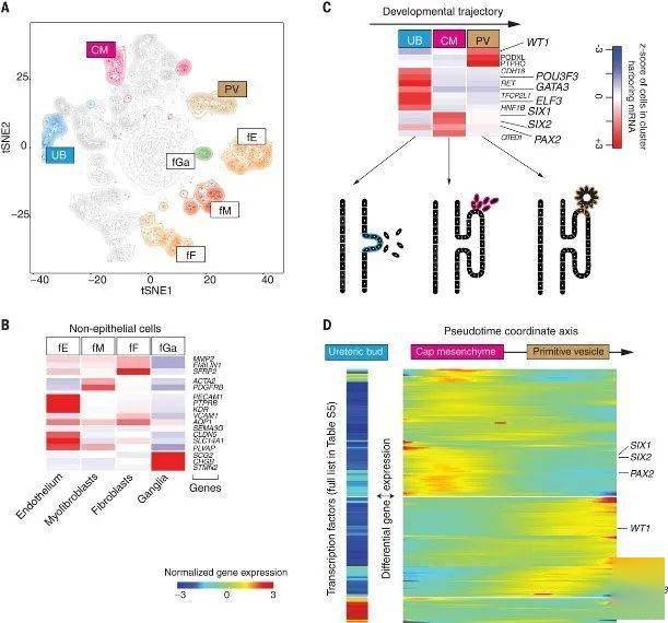 science:肾癌单细胞图谱(附marker基因列表) | 单细胞