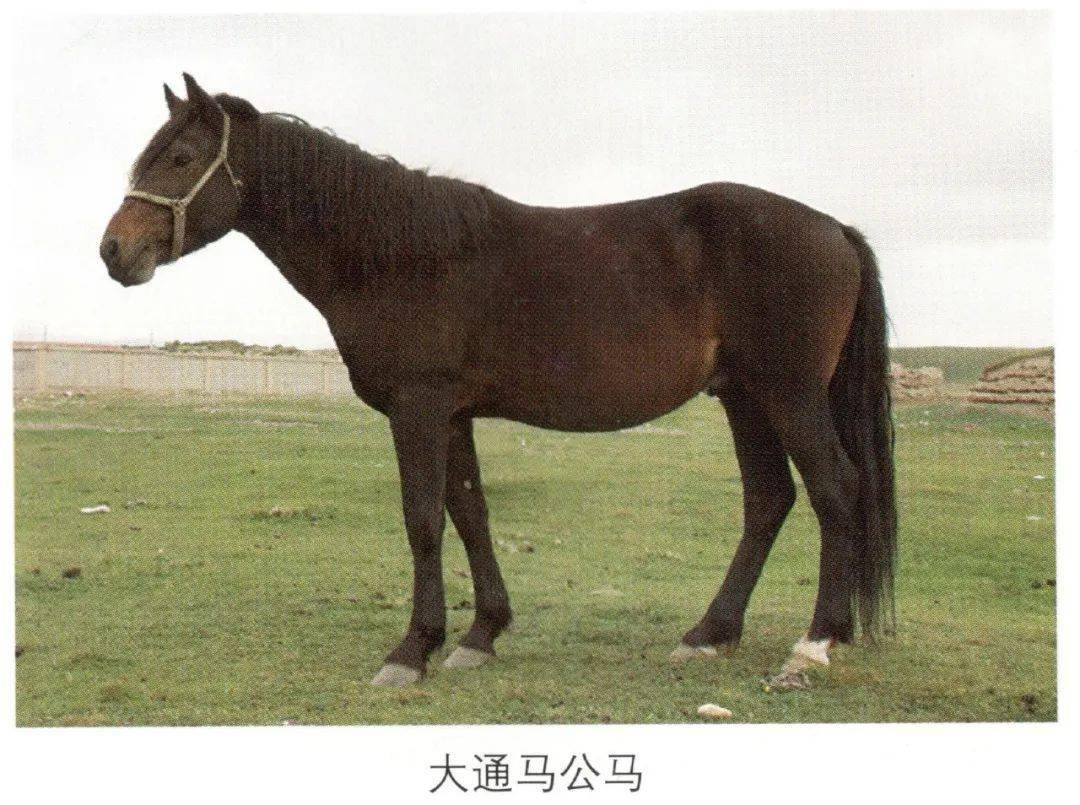 我国地方马种介绍:大通马