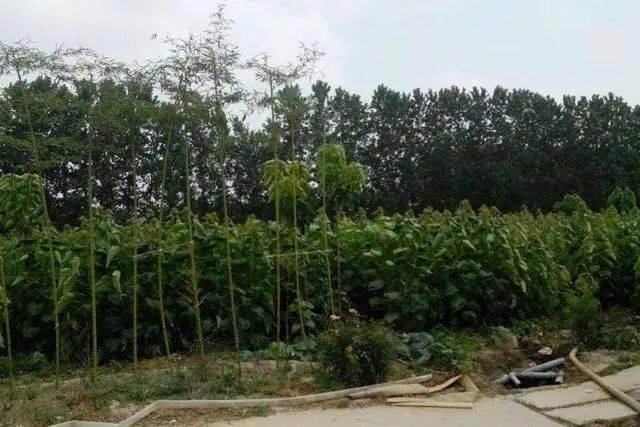 商丘能超越周口gdp吗_周口商丘高铁路线图(3)