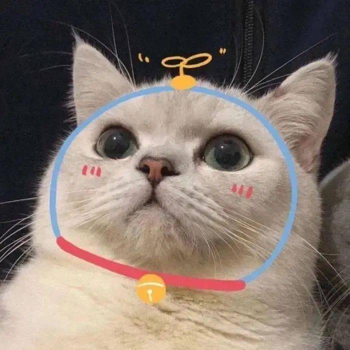 沙雕猫表情包猫咪情侣头像