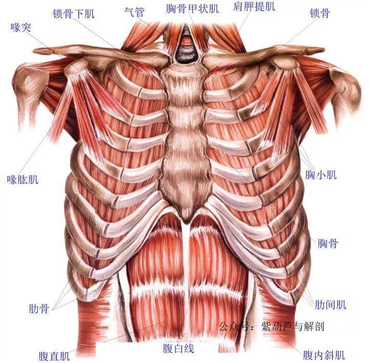 肩部和胸部肌肉解剖【两段视频】_肋骨