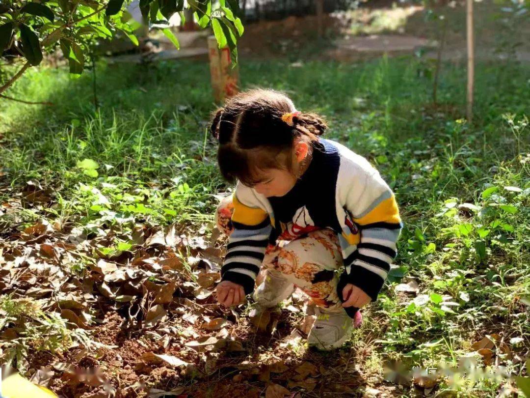 捡树叶,寻秋趣——欢乐谷亲子幼儿园苗苗班社会实践活动