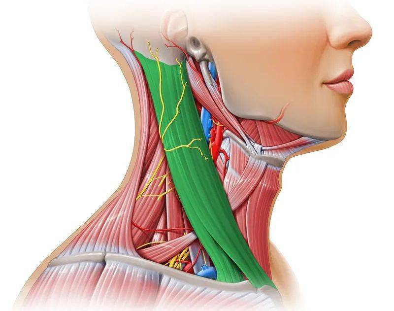 胸锁乳突肌位置 胸锁乳突肌位于颈部的前外侧,它包括一个较大的肌腹