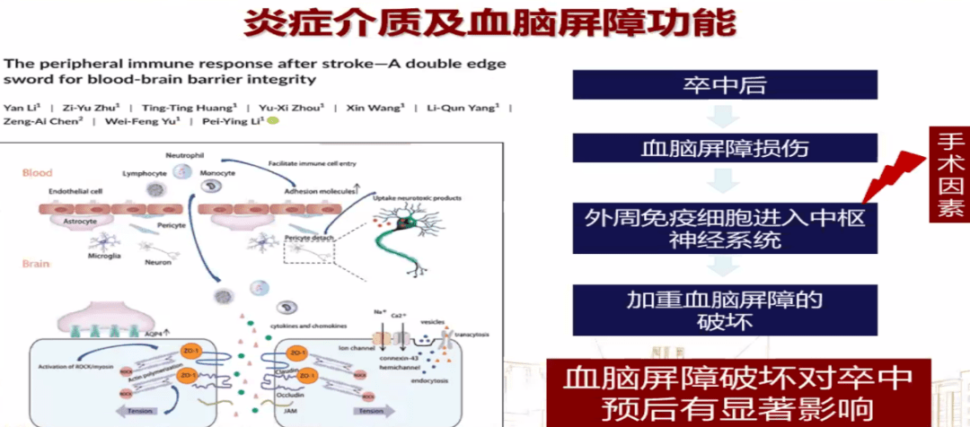 mif—核酸内切酶mif是否参与围术期脑卒中血脑屏障的破坏?