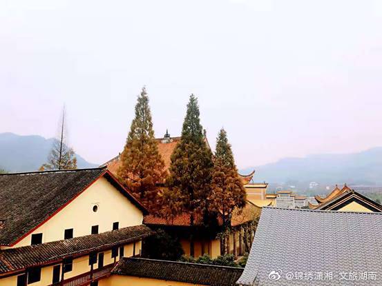 宁乡|唐朝宰相在宁乡种了一棵银杏树 美了千年