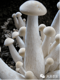蘑菇的营养价值及功效 36a68f8607964af8bed18ee1b6b4265f.png