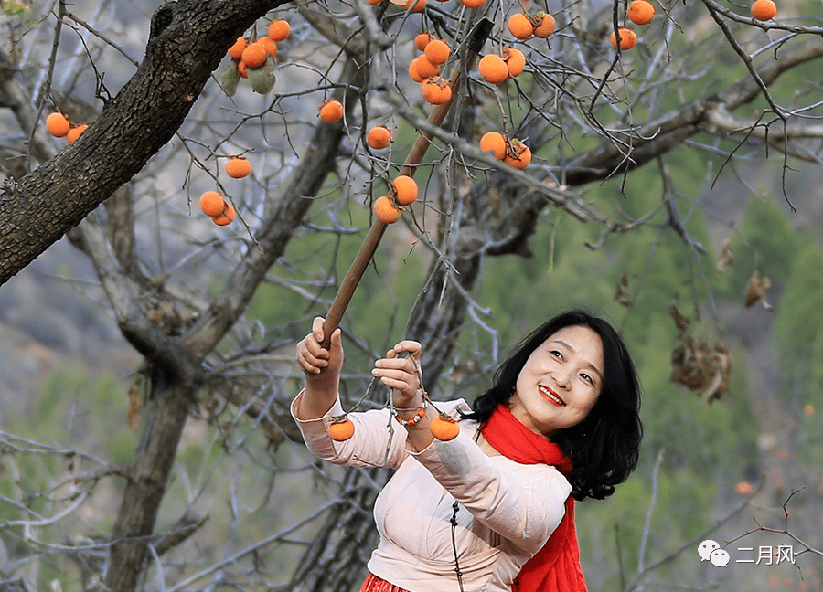 又是一年柿子红