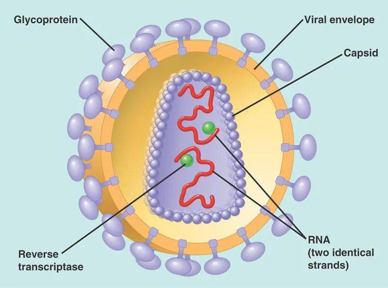 What Is Art For Hiv