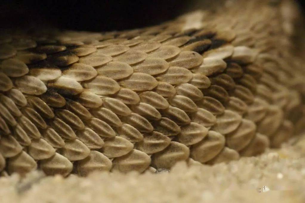 亚洲剧毒蛇类-锯鳞蝰