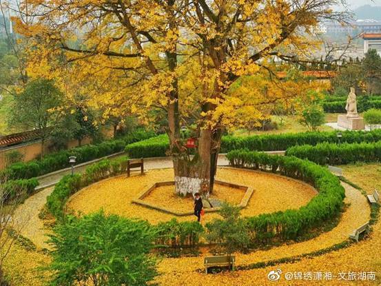 宁乡|唐朝宰相在宁乡种了一棵银杏树 美了千年