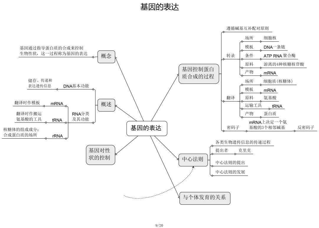 高中生物思维导图很全面