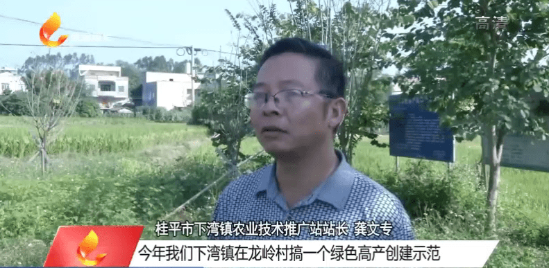 桂平下湾镇犀利因为它而出名上贵港新闻了你吃过吗