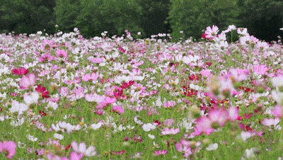 又挖到一些神仙拍照宝藏地,金黄灿灿,层林尽染,缤纷花海都有!
