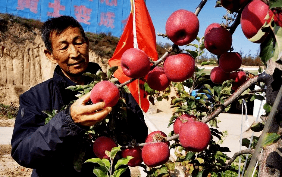 子长民营企业家冯连平苹果园里的“致富经”