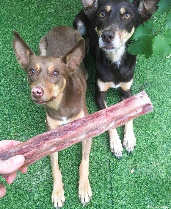 如何给狗狗做营养餐 b9ca7342cc0c4bb2bc0166e3ae82f5ca.jpeg