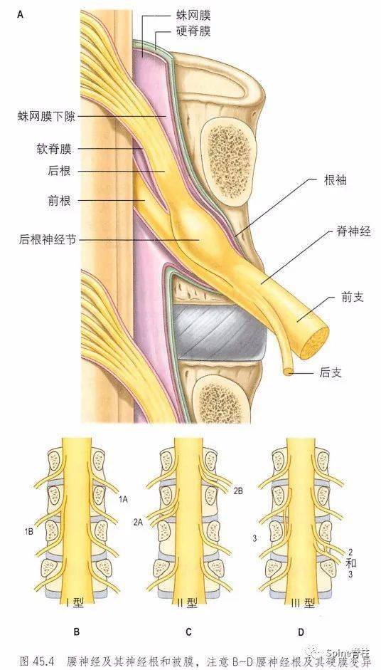 常见腰椎间盘突出与脊神经关系_手机搜狐网