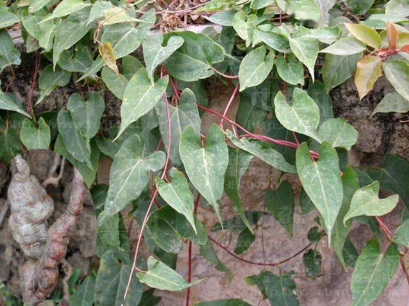 猫爪草长啥样图片 31ebb48806e84daca0caab35429b3b90.jpeg