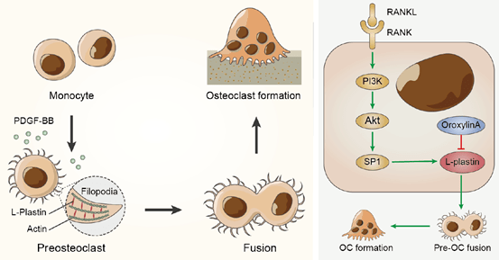 3.l-plastin调控破骨细胞融合机制