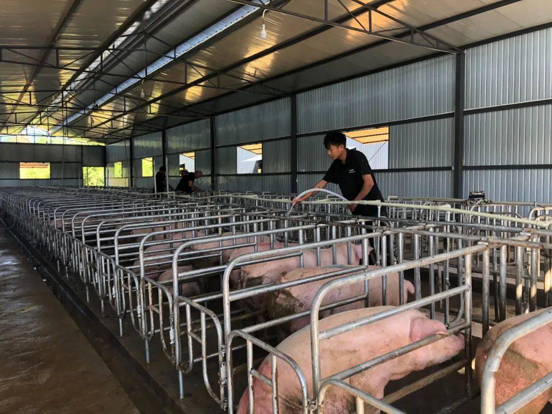 西盟标准化养猪场填空白群众增收致富有盼头