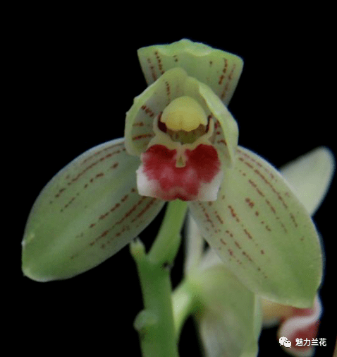 魅力兰花之兰花赏析兰桂齐芳放秋榜秋榜部分铭品新品赏析一