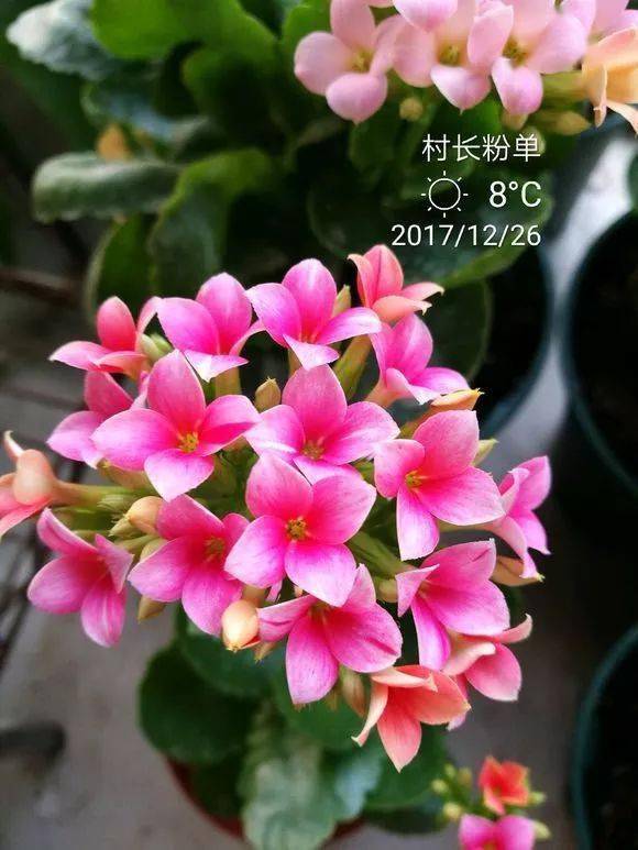 花友"叶小叶303"曾在网上发布过"单瓣长寿品种记录",ta表示:长寿花开