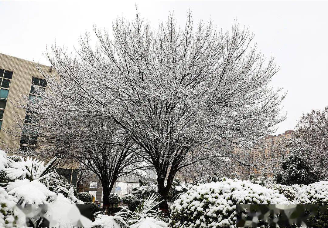 梦境中的银装素裹，解析我梦见地上白茫茫的一片雪，天空还在下雪的深层含义