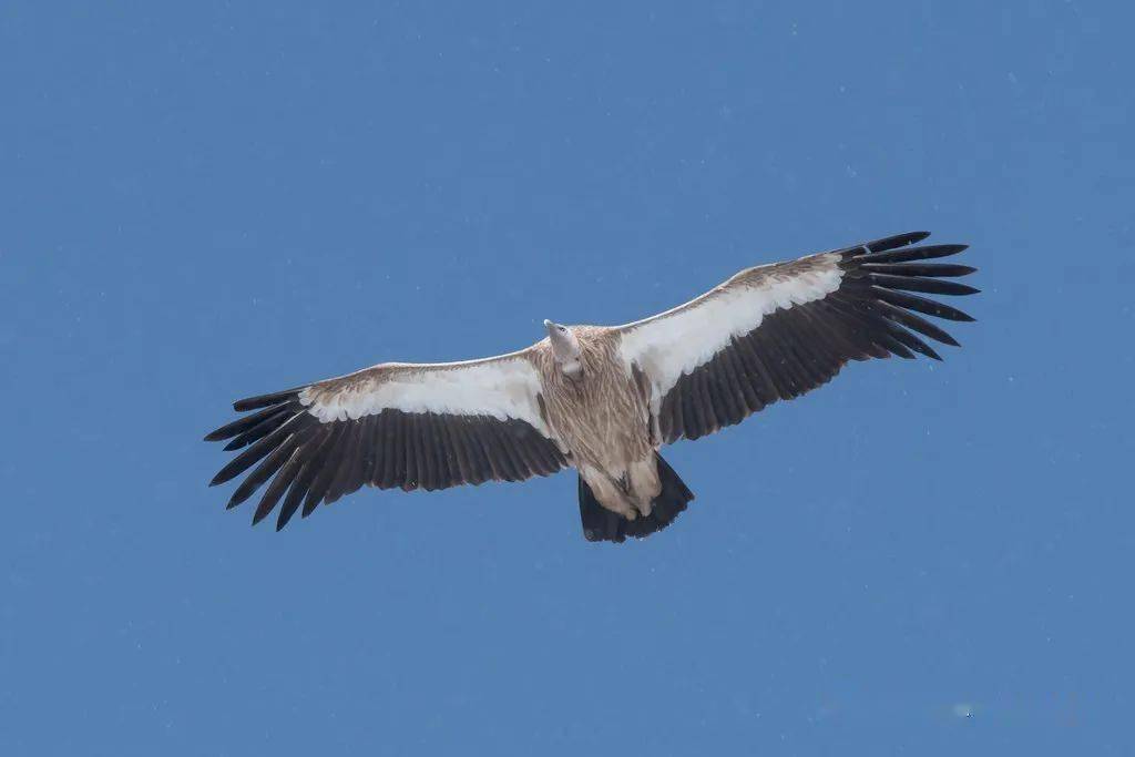 himalayan vulture 展开剩余 66 高山兀鹫,身长90-120厘米,翼展280