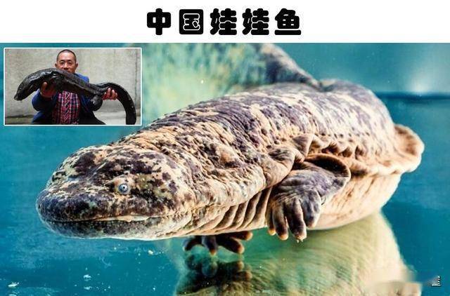 蛇是两栖动物不 5be53d3efd2440899266526d72657324.jpeg