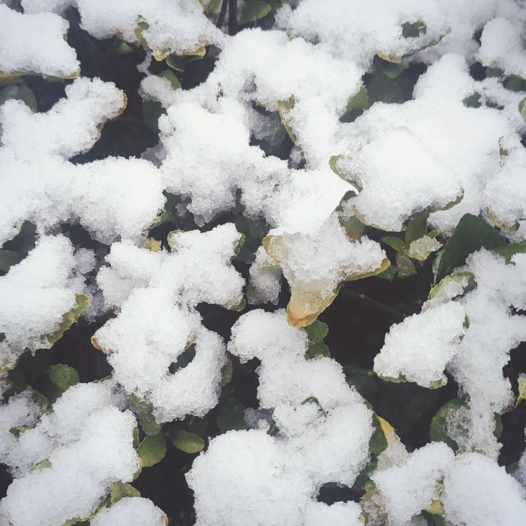 铃什么雪成语(3)