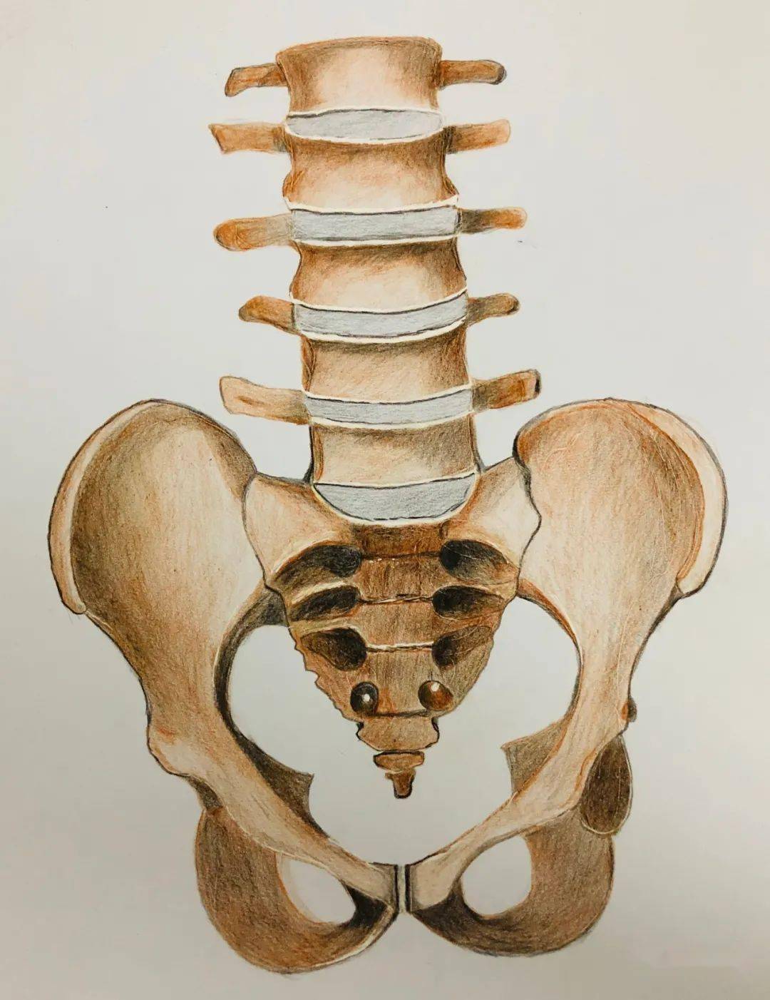 南方医科大学深圳医院 蔡朋医生手绘的一组彩铅解剖图