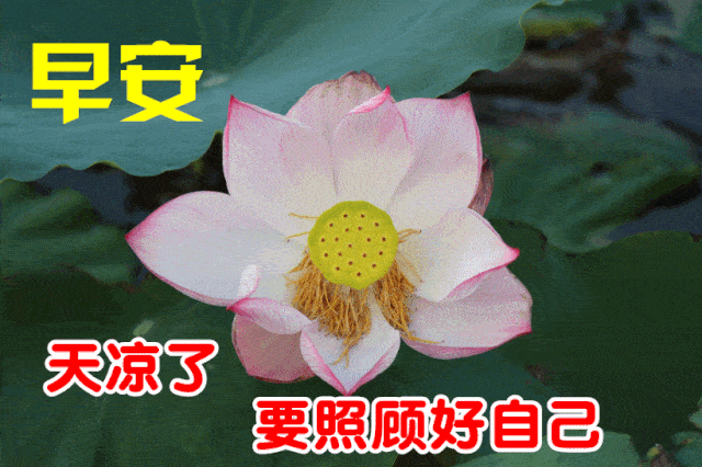 早上好问候美图,早安问候语句.