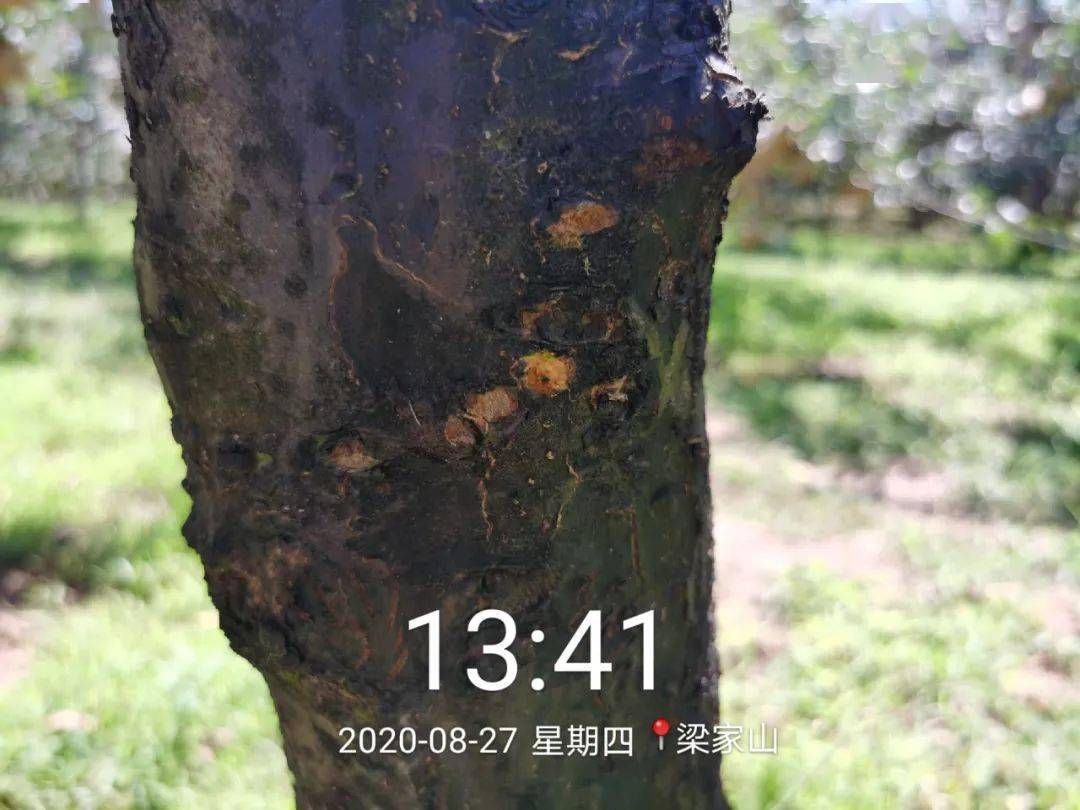 苹果树粗皮轮纹病如何治疗?