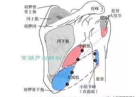 腋神经肩四边孔综合征的针刀治疗